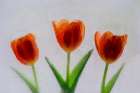 Tulip in ice Art Print